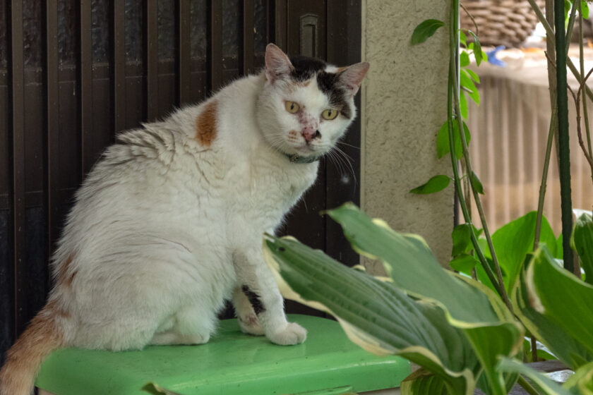 立川市の猫