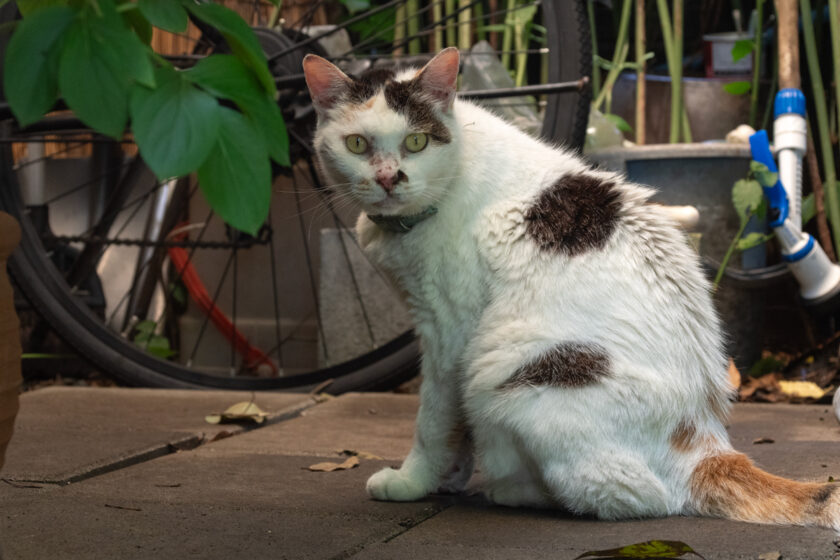 立川市の猫