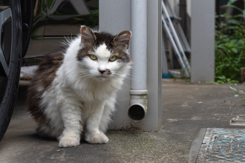 立川市の猫