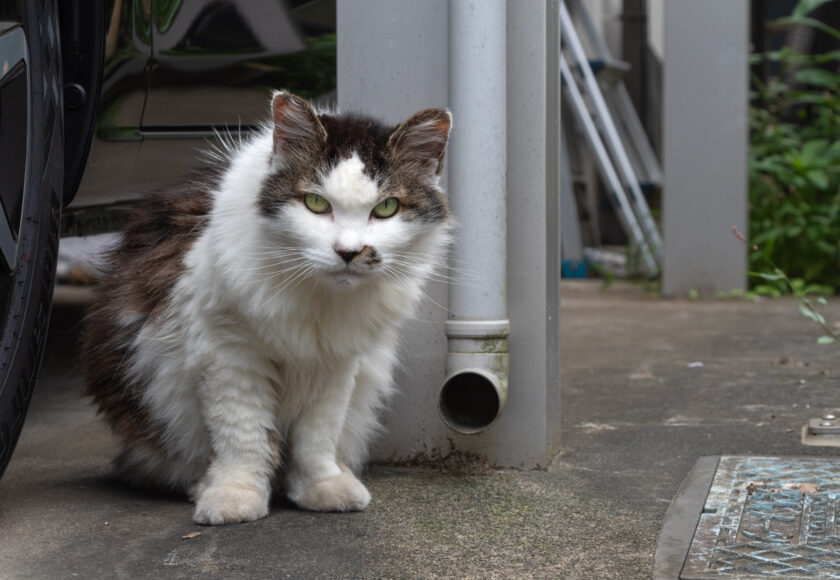 立川市の猫