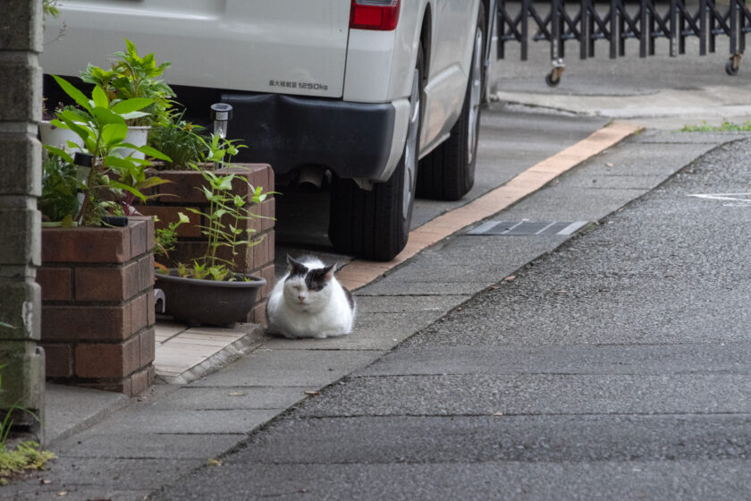 府中市の猫