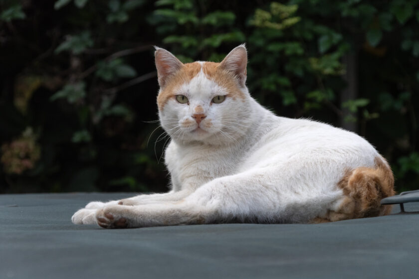 所沢市の猫