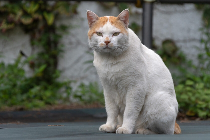 所沢市の猫