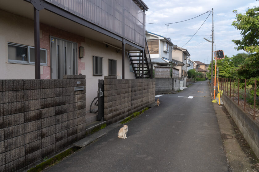 所沢市の猫