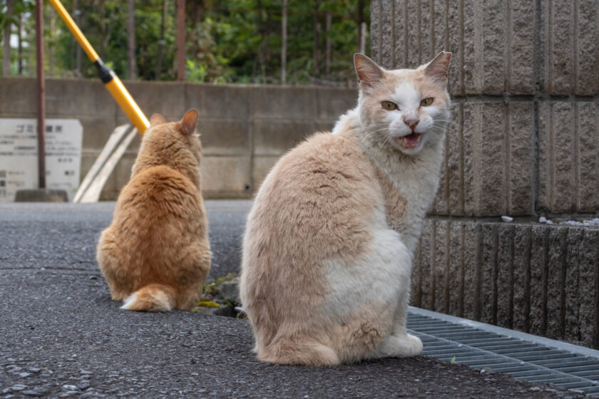 所沢市の猫