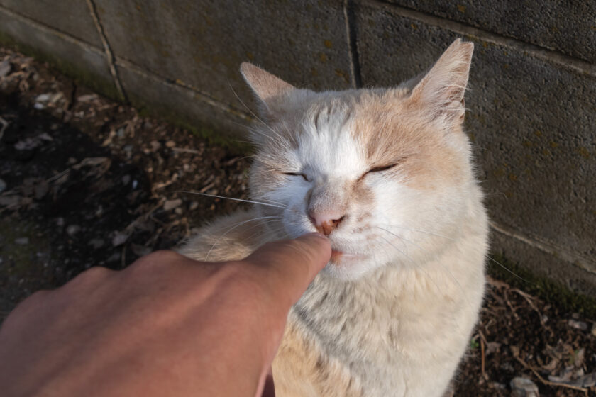 所沢市の猫