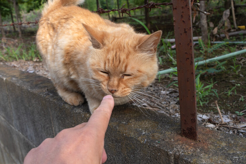 所沢市の猫