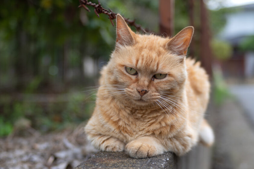 所沢市の猫