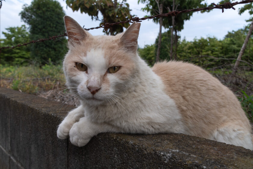 所沢市の猫