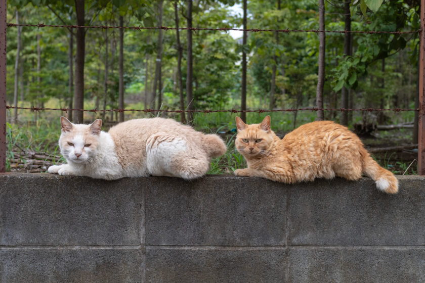 所沢市の猫