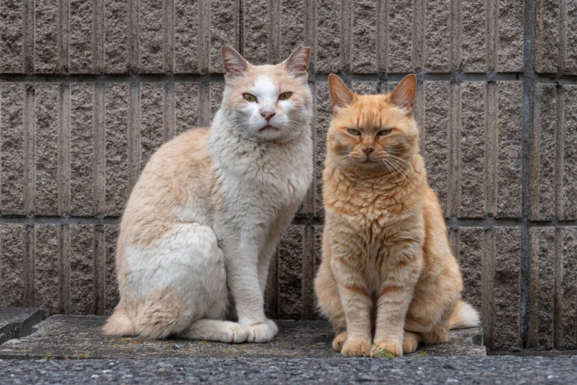 所沢市の猫