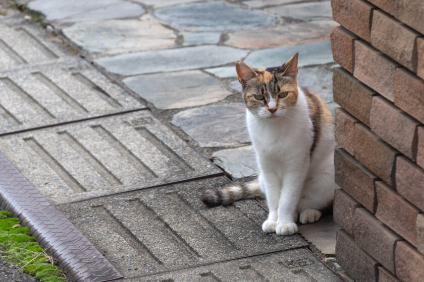 所沢市の猫