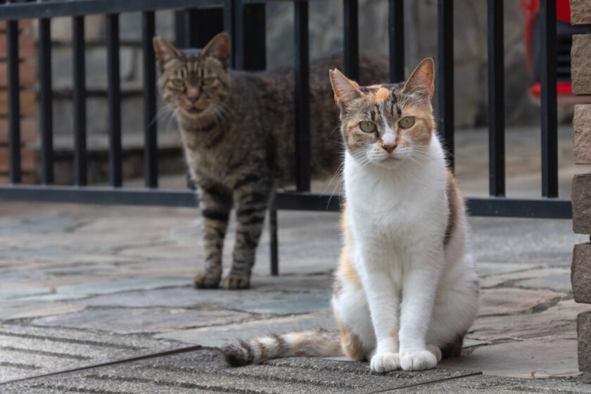 所沢市の猫