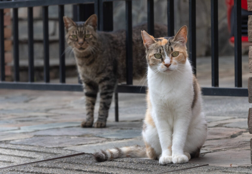 所沢市の猫