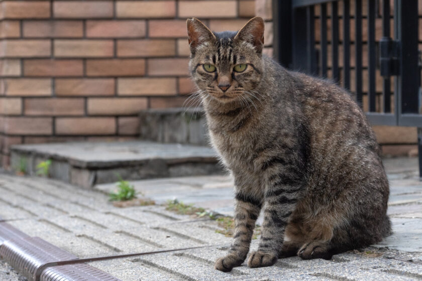 所沢市の猫