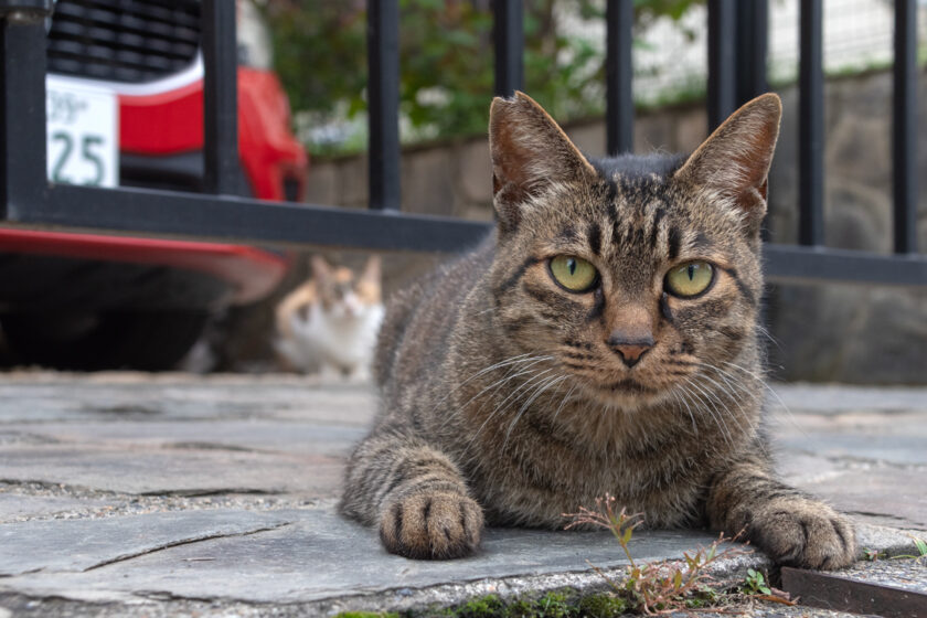 所沢市の猫