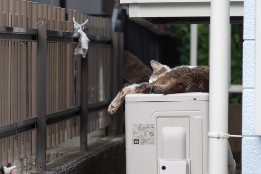 所沢市の猫