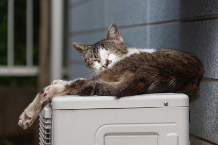 所沢市の猫