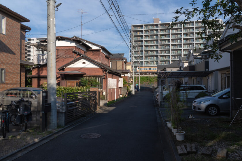 日野市の猫