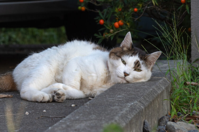 日野市の猫