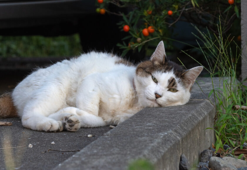 日野市の猫