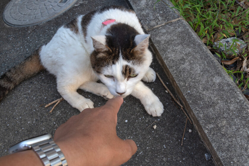 日野市の猫