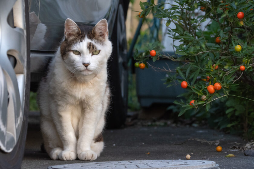 日野市の猫