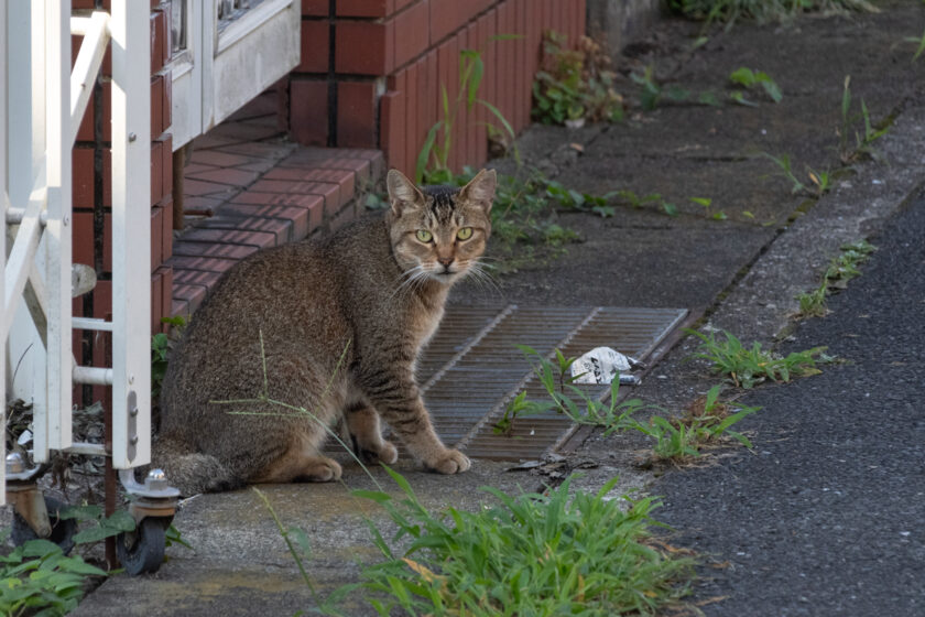 日野市の猫