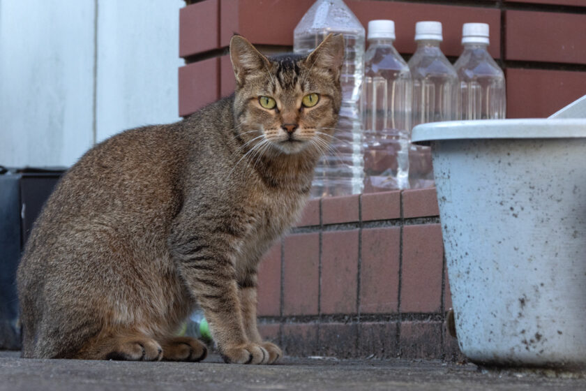 日野市の猫