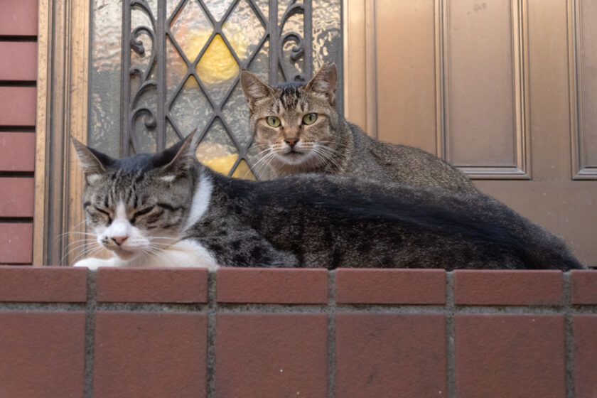 日野市の猫