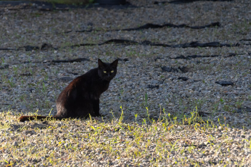 日野市の猫