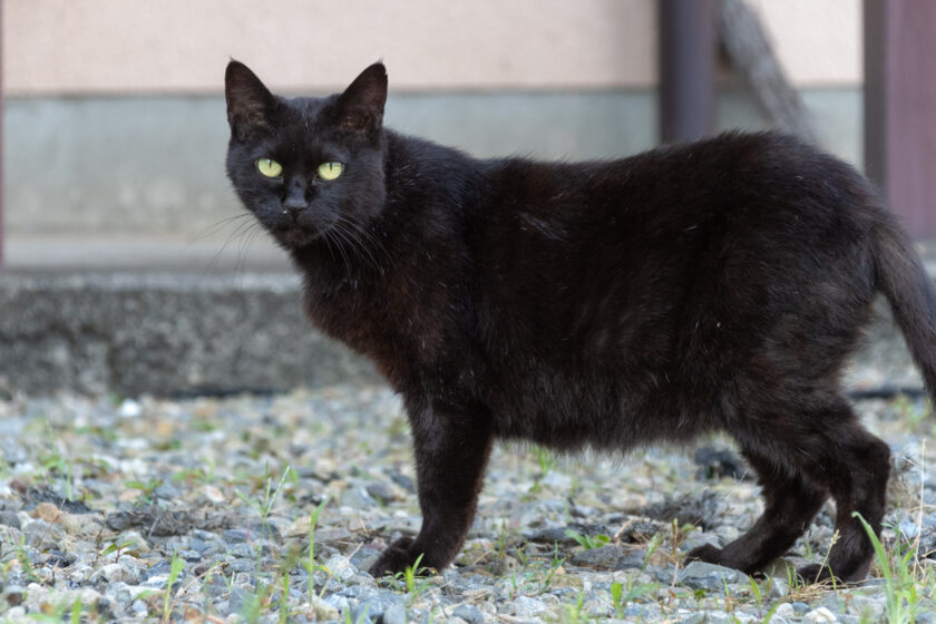 日野市の猫