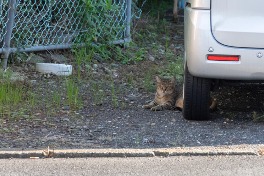 日野市の猫