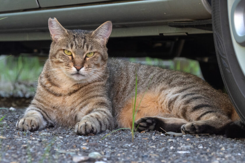 日野市の猫