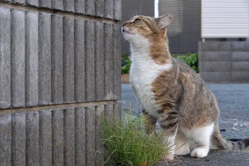 日野市の猫