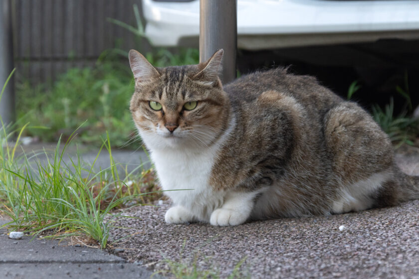 日野市の猫