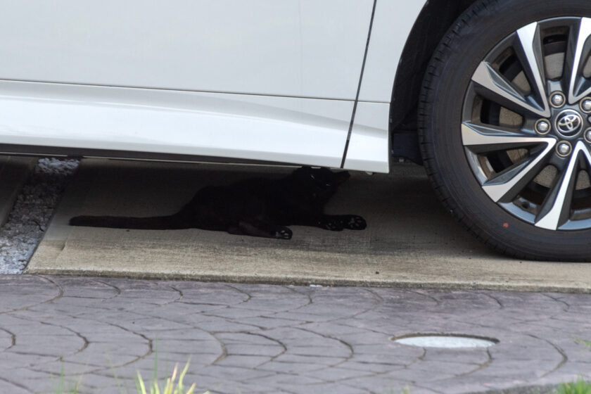 日野市の猫