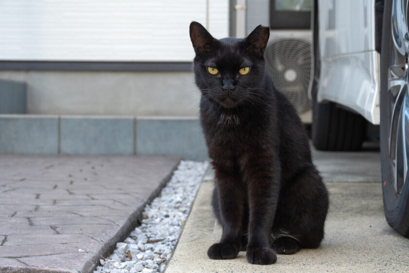 日野市の猫