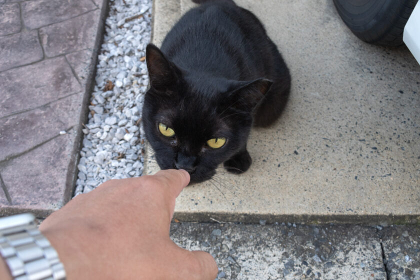 日野市の猫