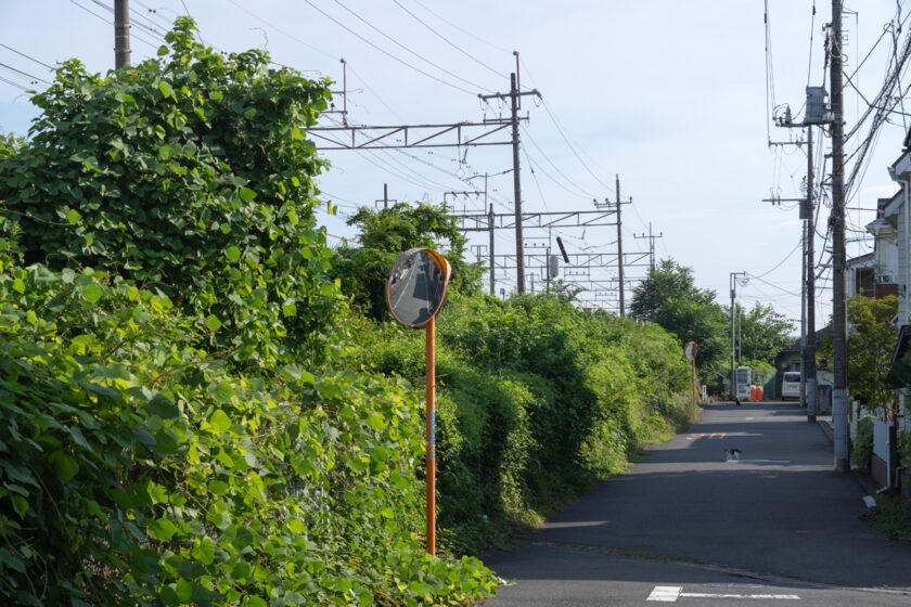 日野市の猫