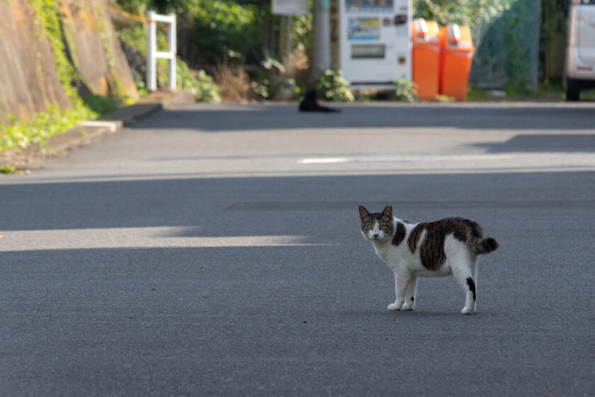 日野市の猫