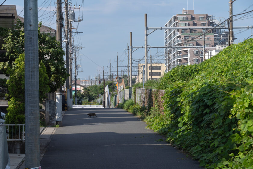 日野市の猫