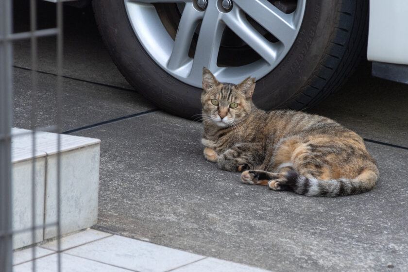 日野市の猫