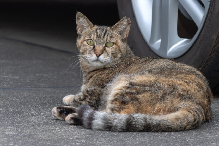 日野市の猫