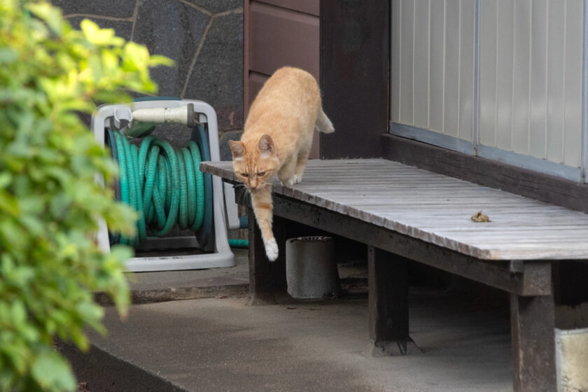 調布市の猫