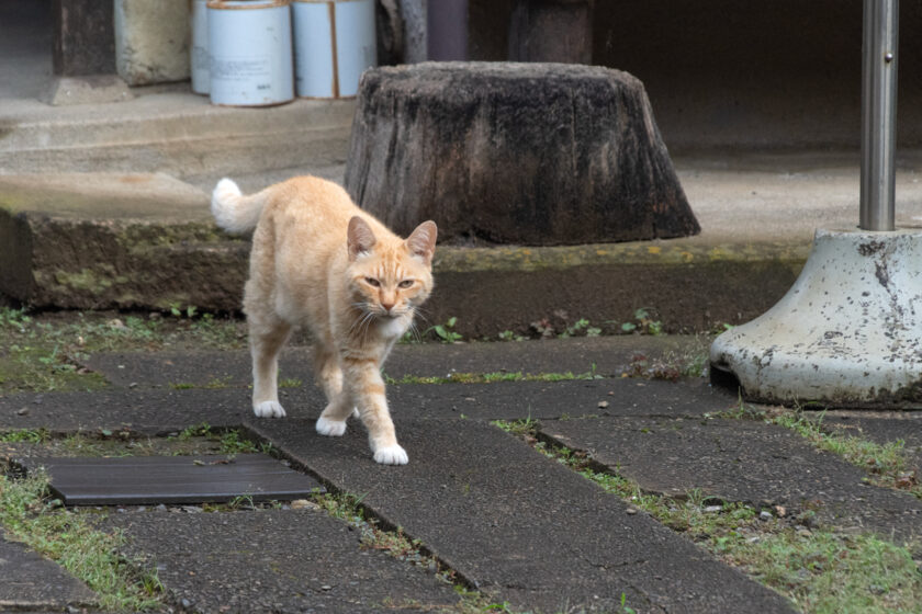 調布市の猫