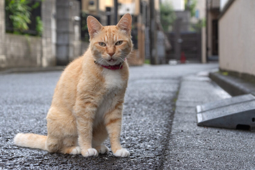 調布市の猫