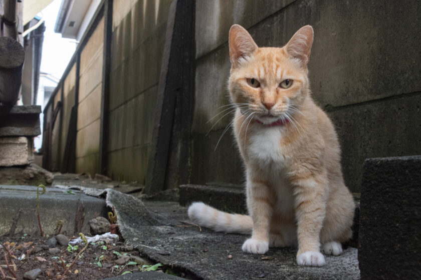 調布市の猫