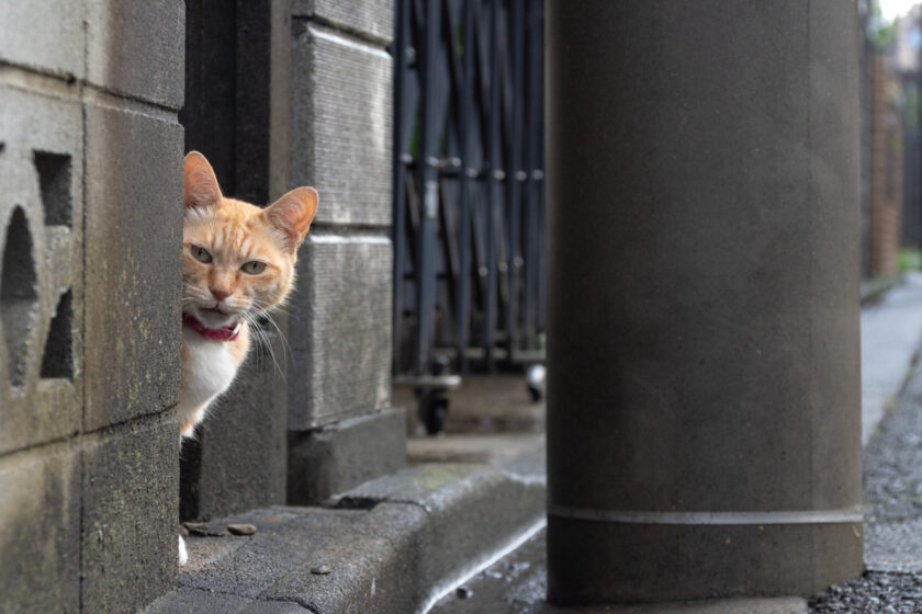 調布市の猫