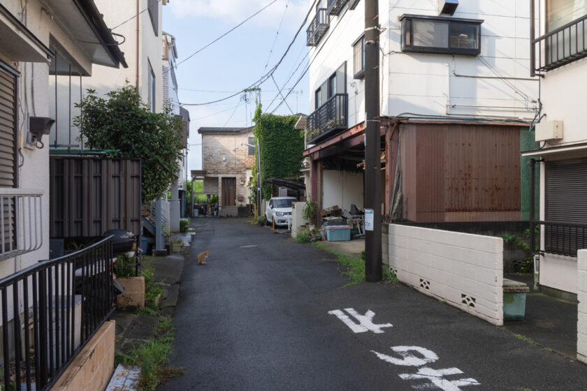 調布市の猫